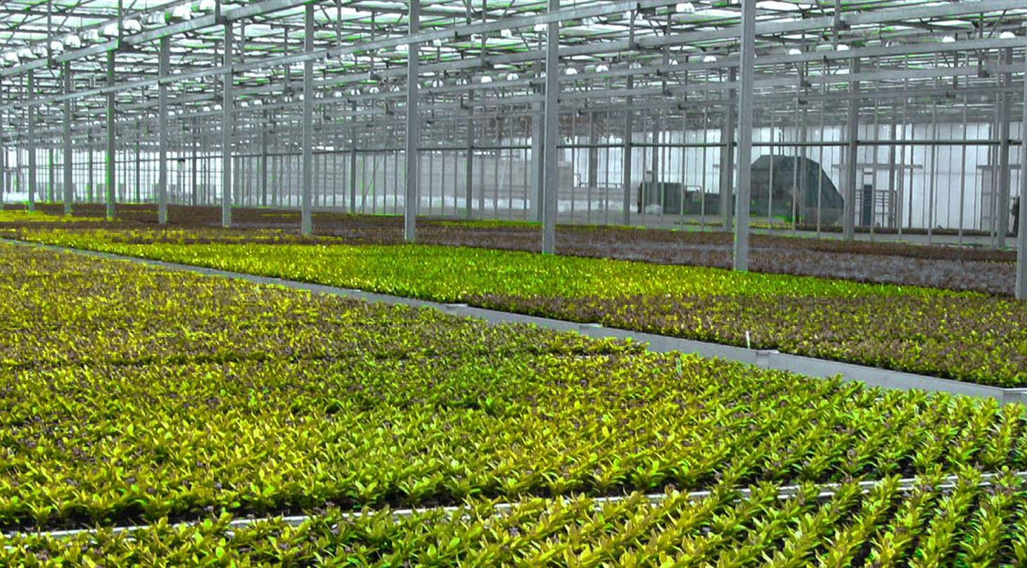 Planteproduktionens miljøbelastning